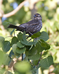 Red winged Blackbird 9859